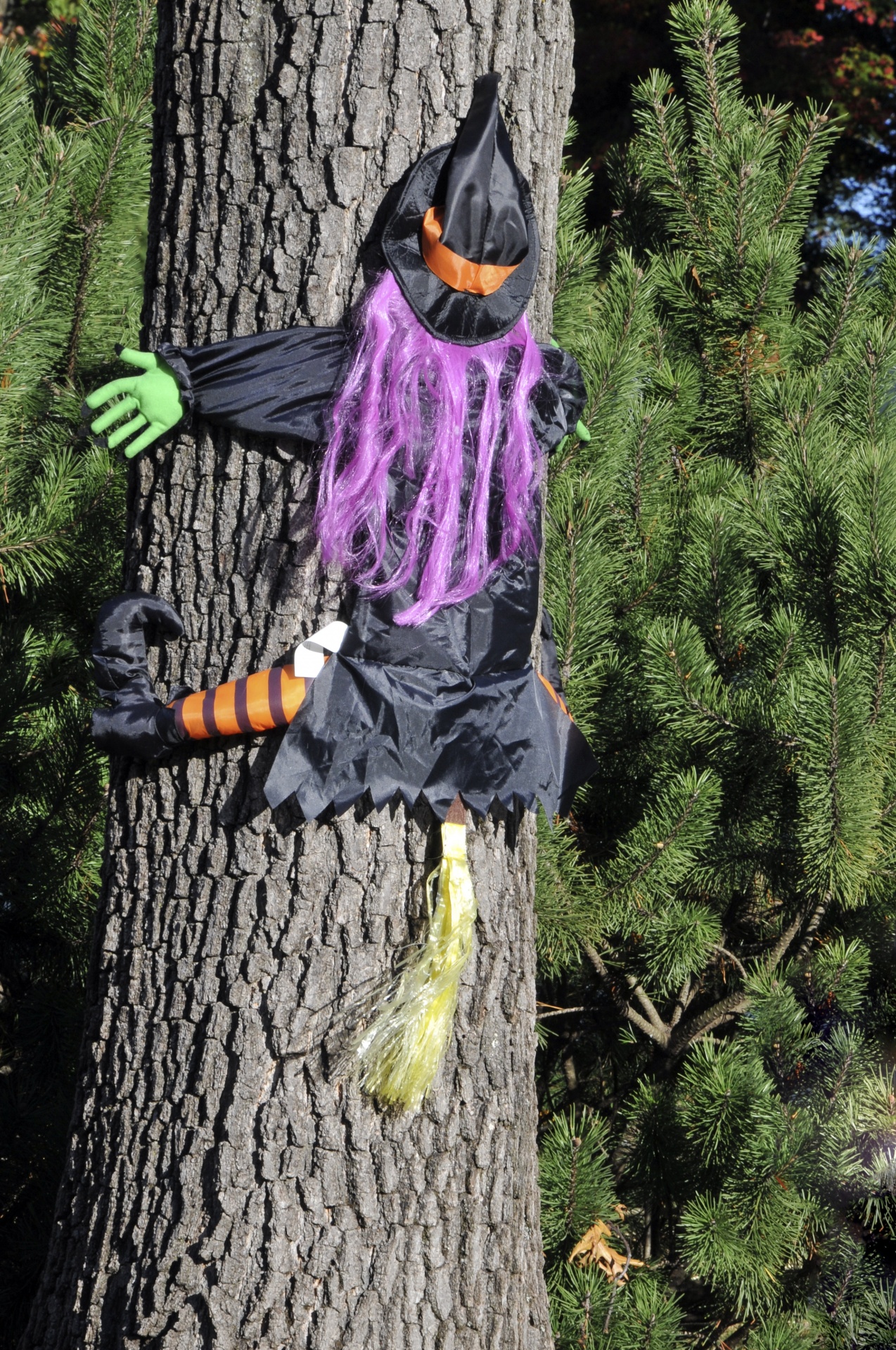 Bewitching Witch in the Tree