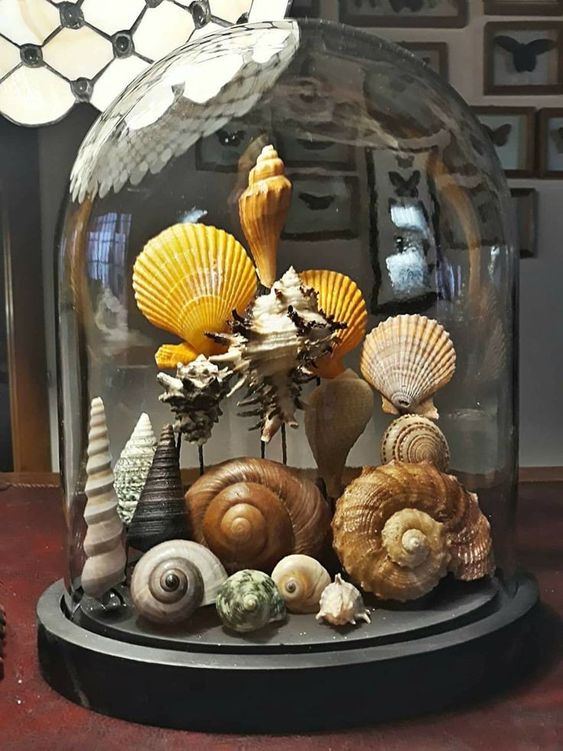 Exquisite Shell Display Dome