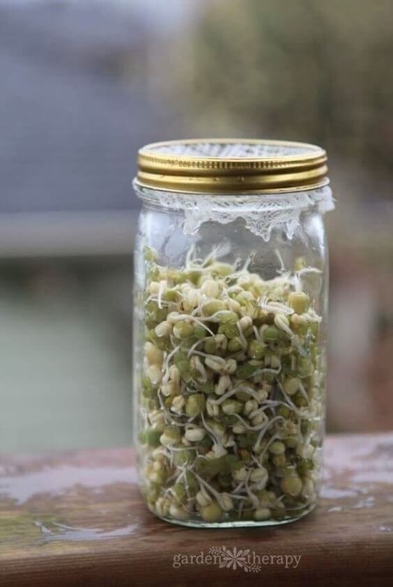 Fresh Sprouts Mason Jar Garden