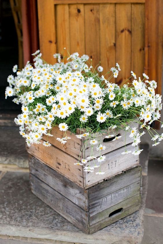 Charming Daisy Wooden Crate Planter