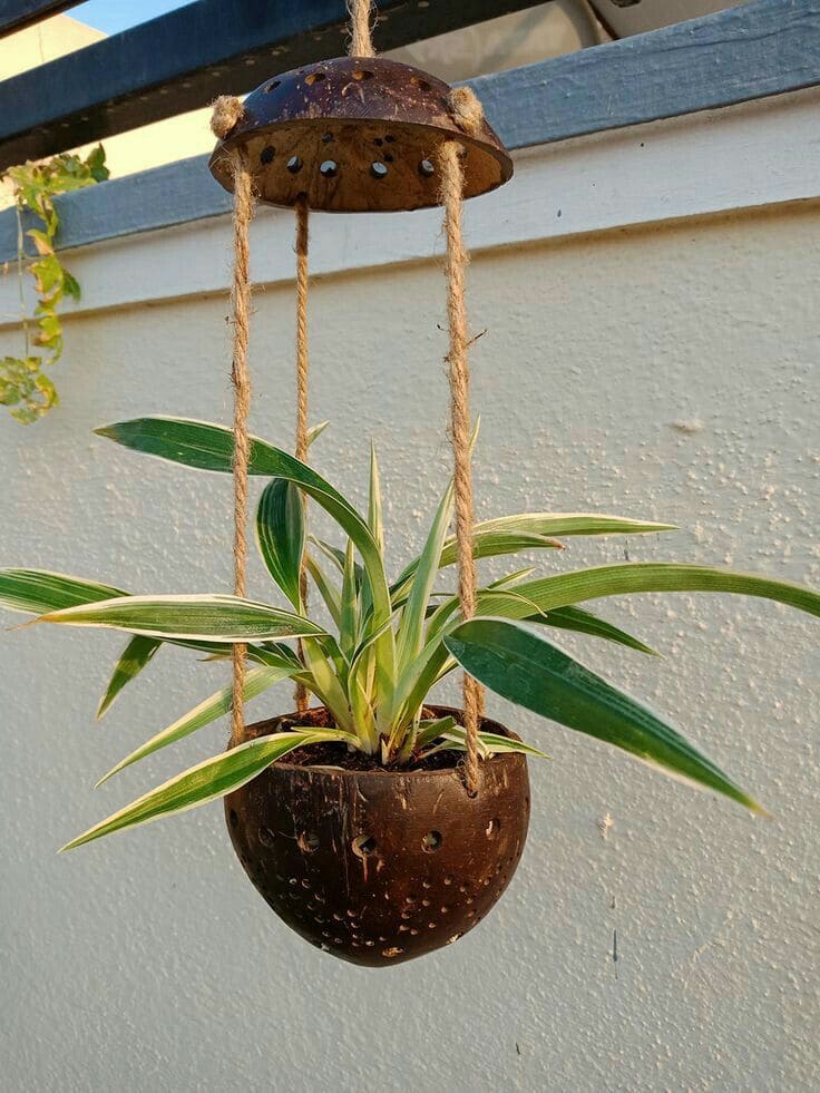 Charming Hanging Coconut Shell Planter