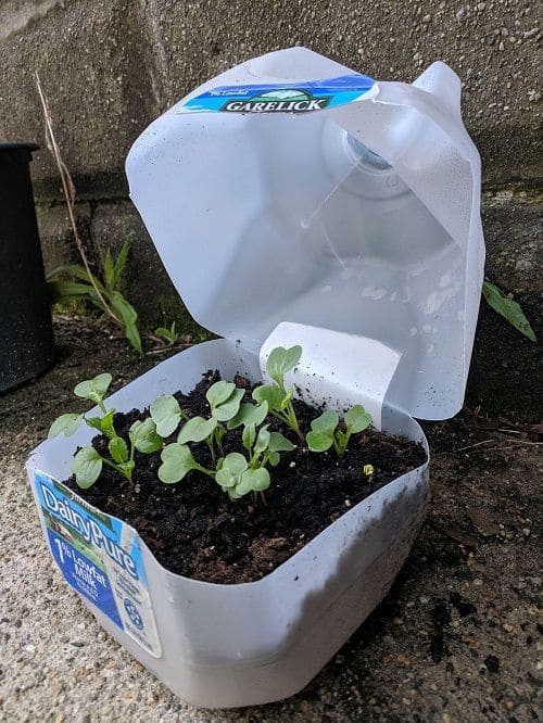 Eco-Friendly Mini Greenhouse from Milk Jugs