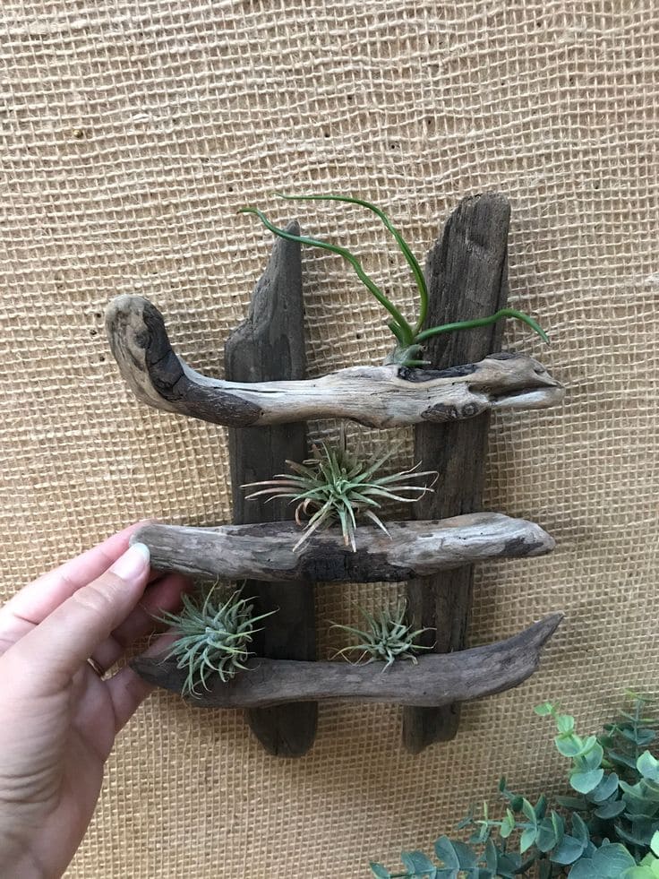 Charming Driftwood Air Plant Wall Display